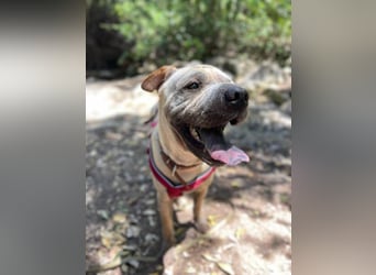 Chapi (Spanien) – ein verschmuster Wonneproppen – sucht neues Zuhause