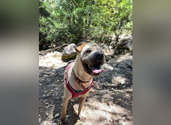 Chapi (Spanien) – ein verschmuster Wonneproppen – sucht neues Zuhause