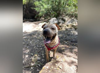 Chapi (Spanien) – ein verschmuster Wonneproppen – sucht neues Zuhause