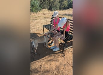 Chapi (Spanien) – ein verschmuster Wonneproppen – sucht neues Zuhause