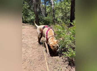 Chapi (Spanien) – ein verschmuster Wonneproppen – sucht neues Zuhause
