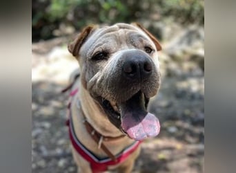 Chapi (Spanien) – ein verschmuster Wonneproppen – sucht neues Zuhause