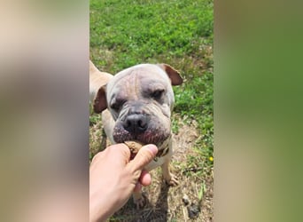Chapi (Spanien) – ein verschmuster Wonneproppen – sucht neues Zuhause