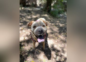Chapi (Spanien) – ein verschmuster Wonneproppen – sucht neues Zuhause