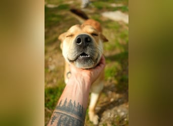 Balou