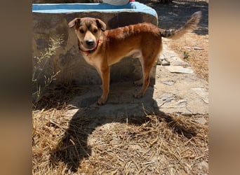 Balou