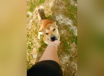 Balou