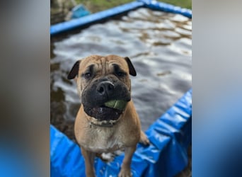 Moncho sucht Pflege- oder Endstelle