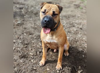 Moncho sucht Pflege- oder Endstelle