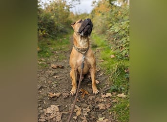 Moncho sucht Pflege- oder Endstelle