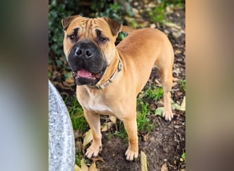 Moncho sucht Pflege- oder Endstelle