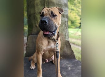 Moncho sucht Pflege- oder Endstelle