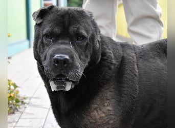 Morgan - wird hoffentlich alles besser