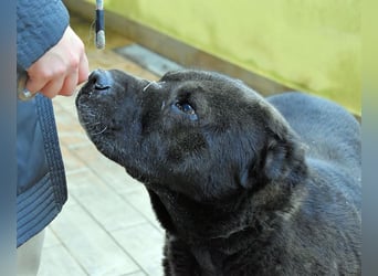 Morgan - wird hoffentlich alles besser