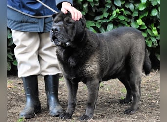 Morgan - wird hoffentlich alles besser