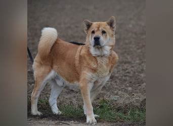 Kleine Knautschnase „Leon“ (Sharpei-Mix), ca. 13 Jahre alt, gut verträglich, sehr lieb