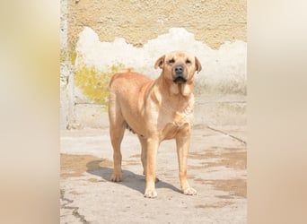 Molly, ca. 2024 geboren, selbstbewusst und aktiv