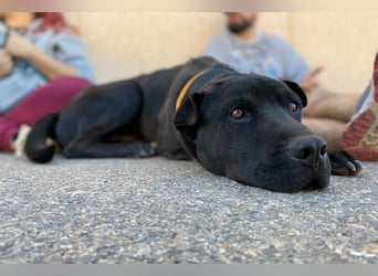Perengano - Shar Pei Mischling auf Körbchensuche