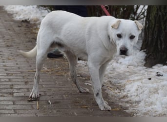 Dustin - anfangs etwas vorsichtig, verschmust & freundlich