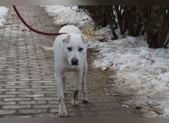 Dustin - anfangs etwas vorsichtig, verschmust & freundlich