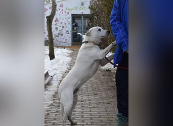 Dustin - anfangs etwas vorsichtig, verschmust & freundlich