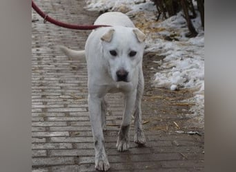 Dustin - anfangs etwas vorsichtig, verschmust & freundlich