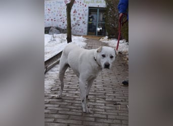 Dustin - anfangs etwas vorsichtig, verschmust & freundlich