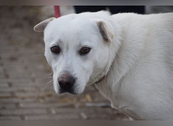 Dustin - anfangs etwas vorsichtig, verschmust & freundlich