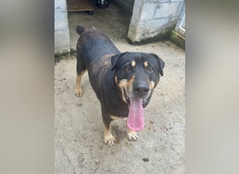 Kuschelbär SHARPI auf der Suche nach einer eigenen Familie!