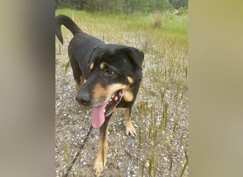 Kuschelbär SHARPI auf der Suche nach einer eigenen Familie!