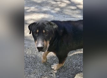 Kuschelbär SHARPI auf der Suche nach einer eigenen Familie!