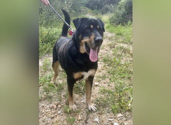 Kuschelbär SHARPI auf der Suche nach einer eigenen Familie!