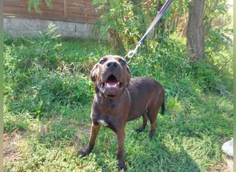 Apacs-Va – Jung, liebevoll und bereit für ihr eigenes Zuhause