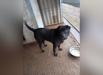 Padre-PP - besonderer Shar-Pei-Mischling sucht besondere Menschen