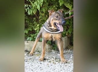 Bono KK – Junger Hundemann sucht aktive Menschen fürs Leben 