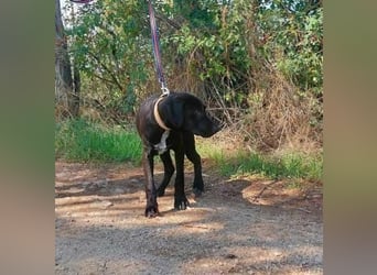 Akeno-VA – Freundlicher Jungspund mit bestem Familienhund-Potenzial