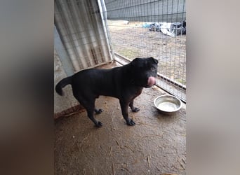 Padre-PP - besonderer Shar-Pei-Mischling sucht besondere Menschen