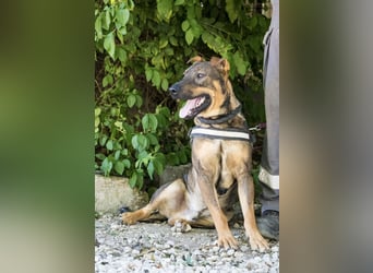 Bono KK – Junger Hundemann sucht aktive Menschen fürs Leben 
