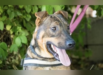 Bono KK – Junger Hundemann sucht aktive Menschen fürs Leben 