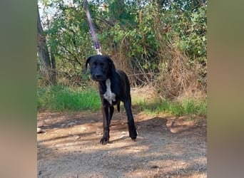 Akeno-VA – Freundlicher Jungspund mit bestem Familienhund-Potenzial