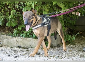 Bono KK – Junger Hundemann sucht aktive Menschen fürs Leben 