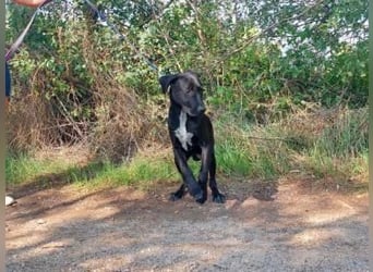 Akeno-VA – Freundlicher Jungspund mit bestem Familienhund-Potenzial