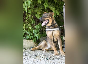 Bono KK – Junger Hundemann sucht aktive Menschen fürs Leben 