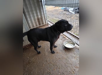 Padre-PP - besonderer Shar-Pei-Mischling sucht besondere Menschen