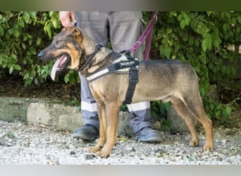 Bono KK – Junger Hundemann sucht aktive Menschen fürs Leben 