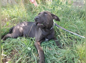 Apacs-Va – Jung, liebevoll und bereit für ihr eigenes Zuhause