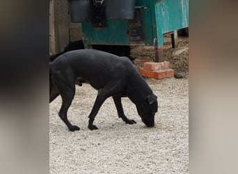 Csongor VA, zurückhaltend aber freundlich