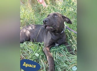 Apacs VA, kleiner Sonnenschein Apacs VA, kleiner Sonnenschein