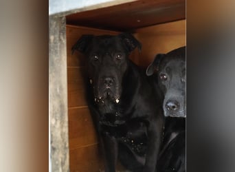 Csenge - zurückhaltend, schüchtern