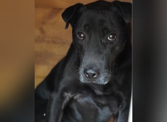 Csongor VA, zurückhaltend aber freundlich